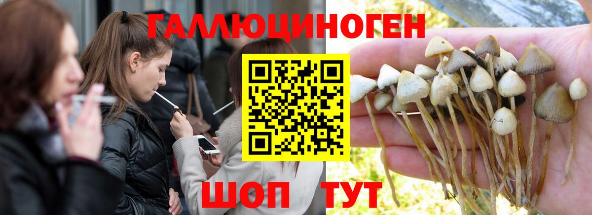 Галлюциногенные грибы Psilocybe Нефтекамск